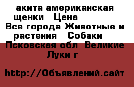 акита американская.щенки › Цена ­ 75 000 - Все города Животные и растения » Собаки   . Псковская обл.,Великие Луки г.